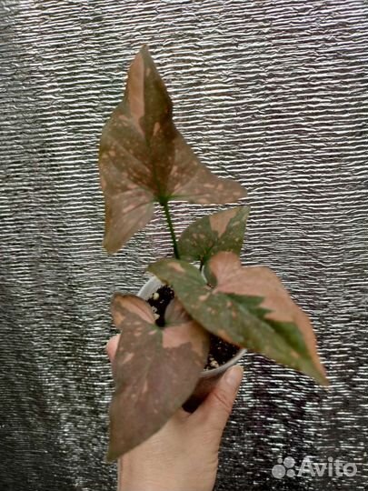 Монстера вар, Сингониум, Филодендроны