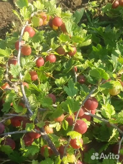 Продаются саженцы