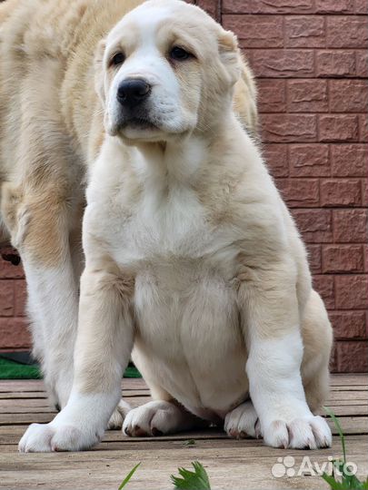 Среднеазиатская овчарка алабай щенки