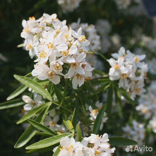 Шуазия Ацтек Перл (1 саженец в горшке 15-20 см)