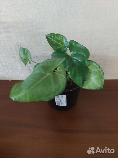 Комнатные растения- сингониум, колеус