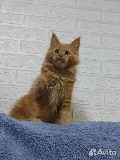 Котята мейн кун
