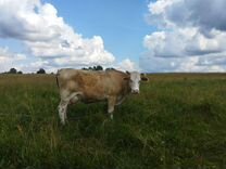 Корова стельная дойная - Сычёвка