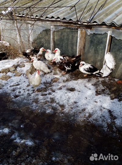 Мускусные утки