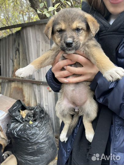 Собака в добрые руки. Отдам бесплатно