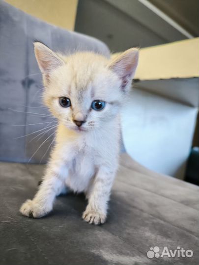 Котята. Два рыжих мальчика, дымчатая девочка