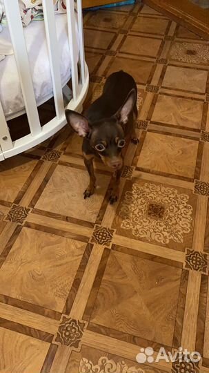 Русский той-терьер мини