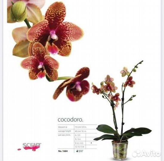 Орхидея фаленопсис подросток