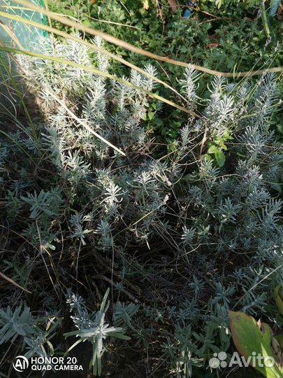 Пальма юкка