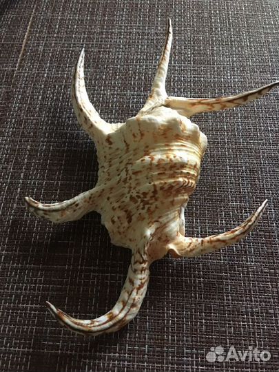 Ракушки морские