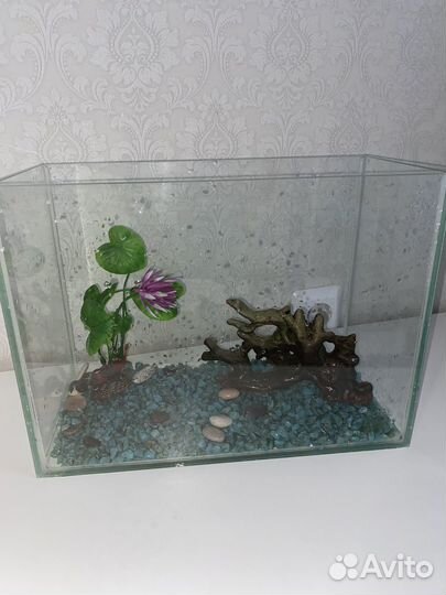Аквариум + рыбки