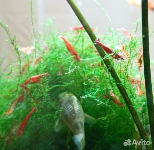 Аквариумные креветки