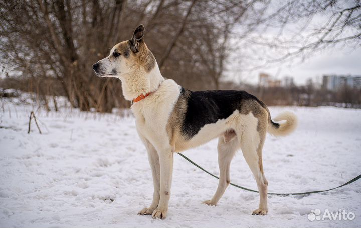 Очаровательный Дарт пес из приюта в добрые руки