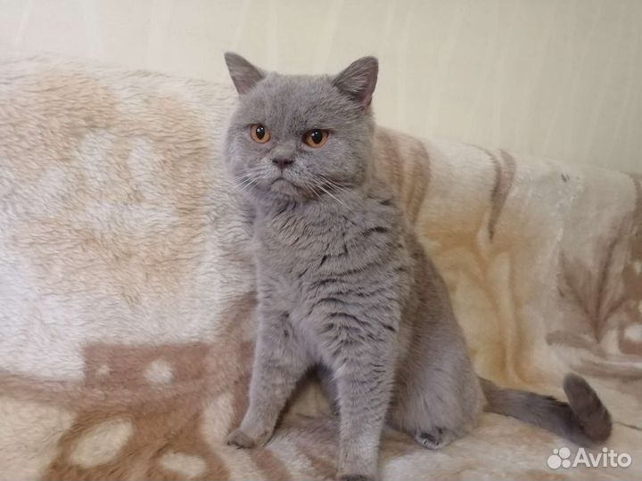 Красивые британские котики