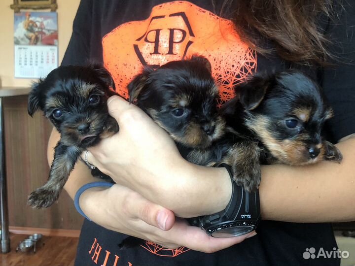 Щенки цветного йоркширского терьера