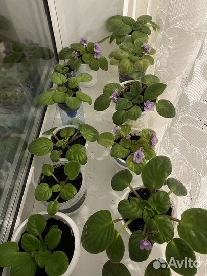 Фиалки молодые, цветущие