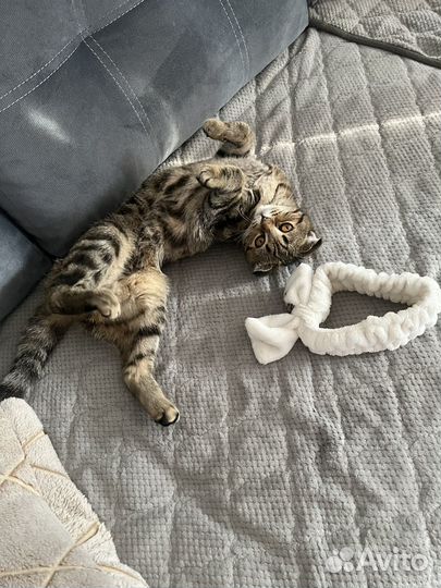 Шотландская вислоухая кошка вязка