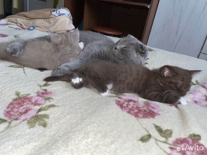 Шотландские котята