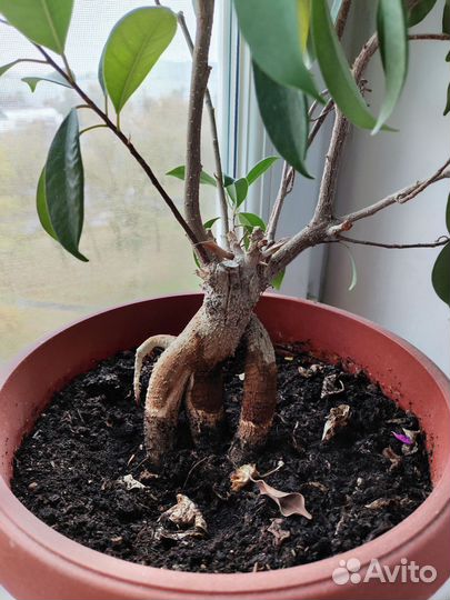 Фикус бонсай. Большой
