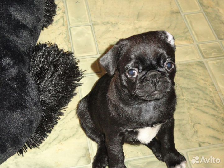 Щенок мопса черный. Девочка. 15.01.24