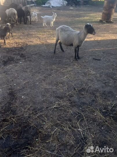 Стрижка овец