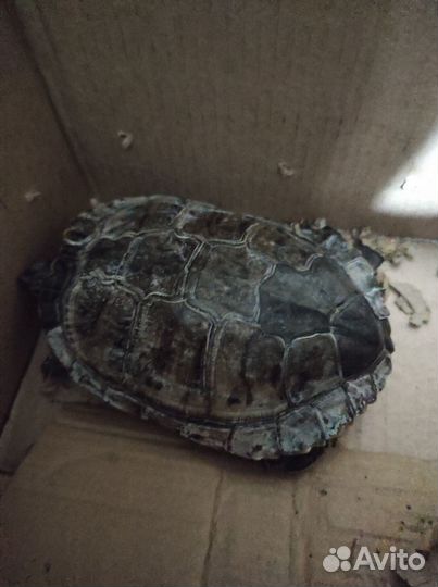 Черепаха бесплатно