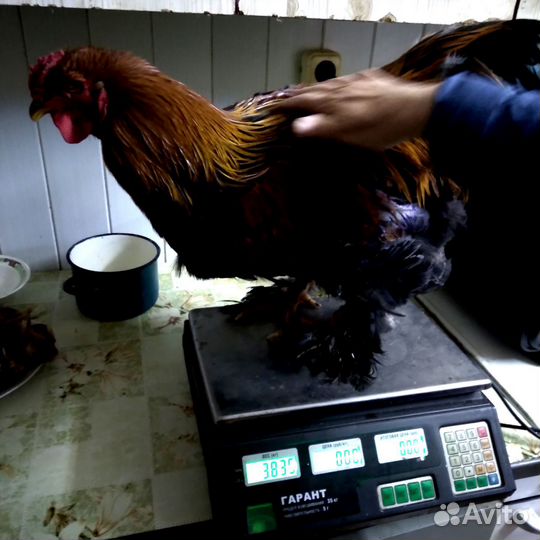 Куры. Порода брама. Петух