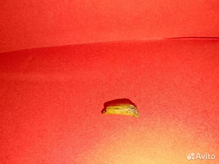 Окаменелость зуб элосмозавра