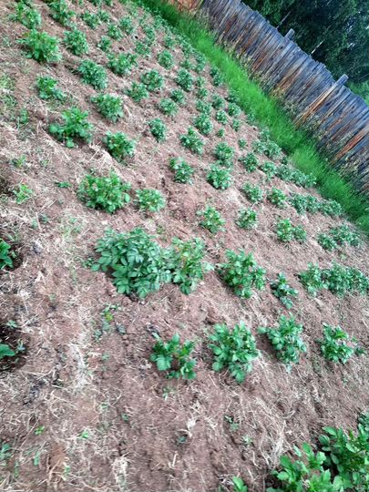 Участок 9,3 сот. (СНТ, ДНП)