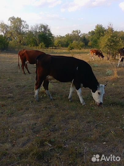 Корова дойная