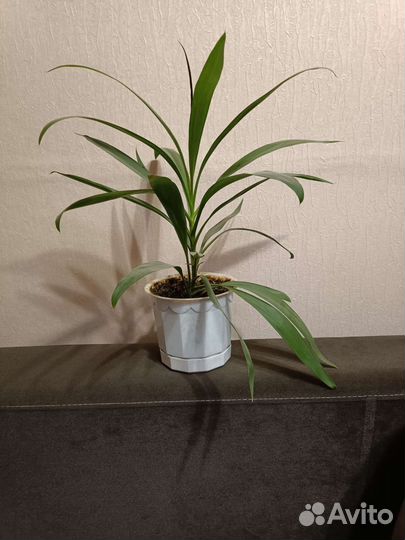 Драцена (кордилина)