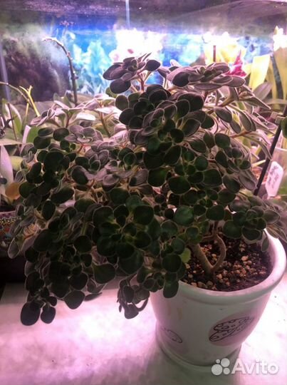 Аихризон (дерево любви), Каллизия розовая пантера