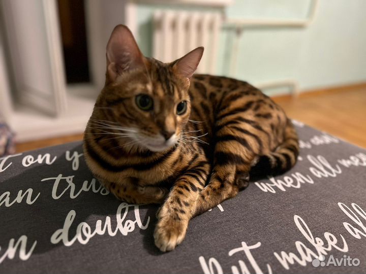 Бенгальская кошечка