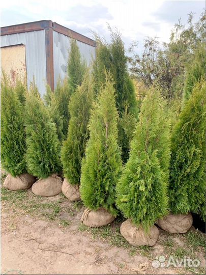 Туи от производителя