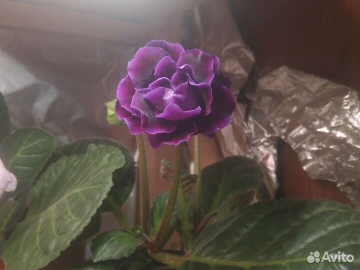 Продам глоксинию. Первое цветение