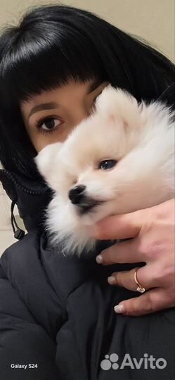 Померанский шпиц