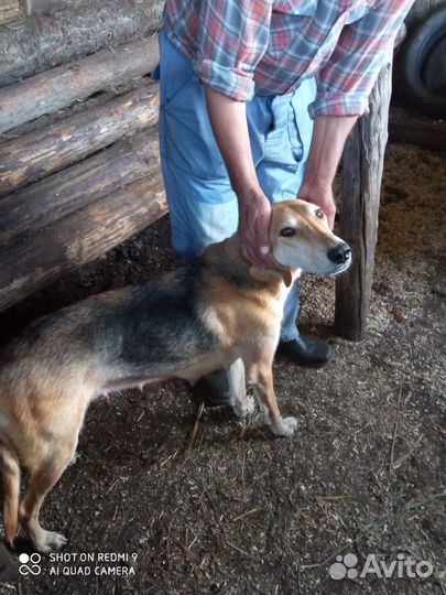 Щенки русская гончая с Родословной