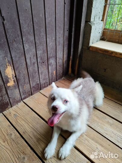 Помски мини хаски