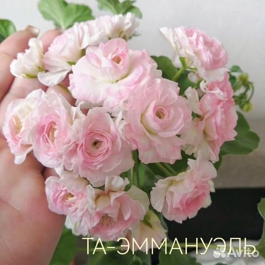 Пеларгония