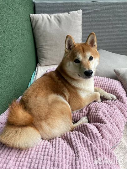 Собака модель для фотосессии Сиба-ину