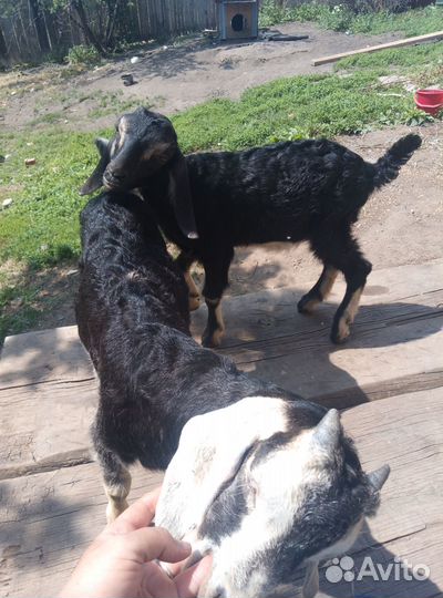 Продам козлят, англо-нубийские