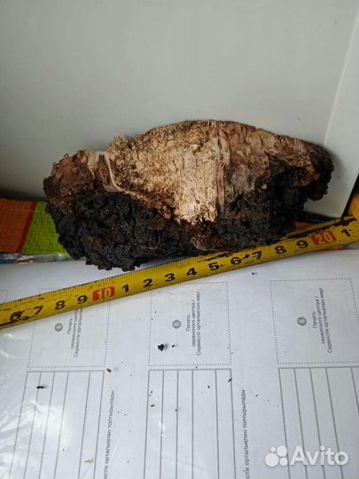 Чага Березовый гриб