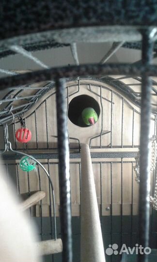 Большая клетка для птиц