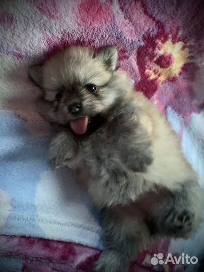 Щенки шпица