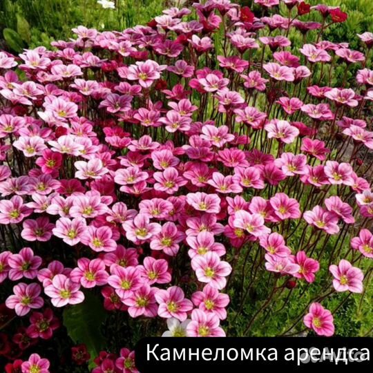 Камнеломка арендса