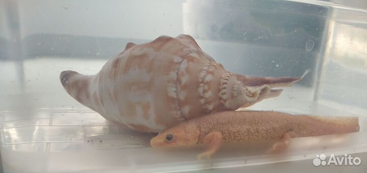 Пара тритонов