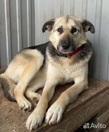 Щенок на охрану