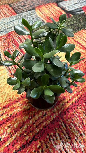 Крассула толстянка, денежное дерево