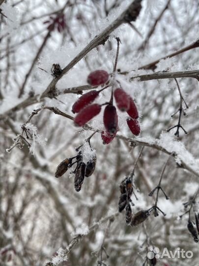 Барбарис Тунберга 