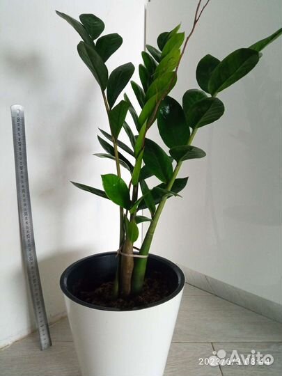 Замиокулькас